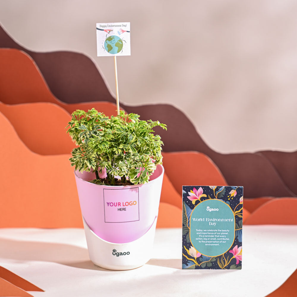 Aralia Variegated Mini Plant For Environment Day Gifting