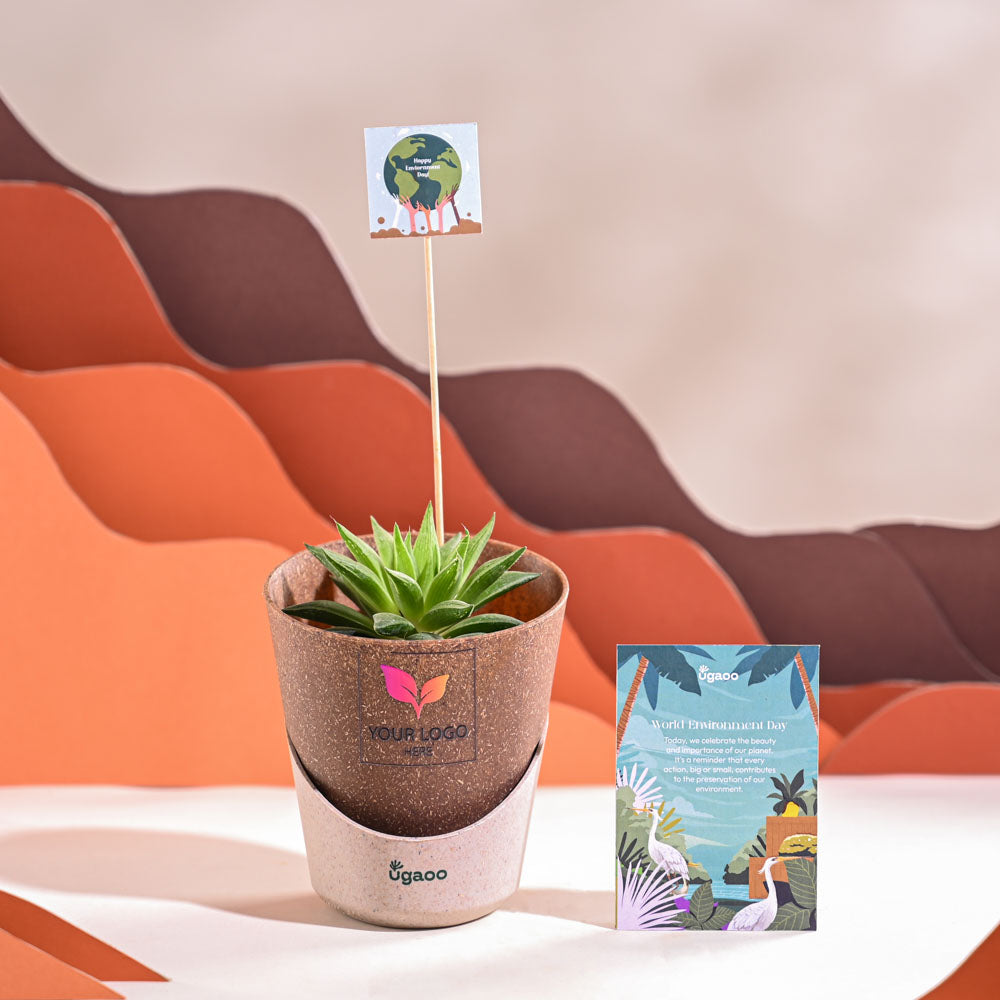 Haworthia Turgida For Environment Day Gifting