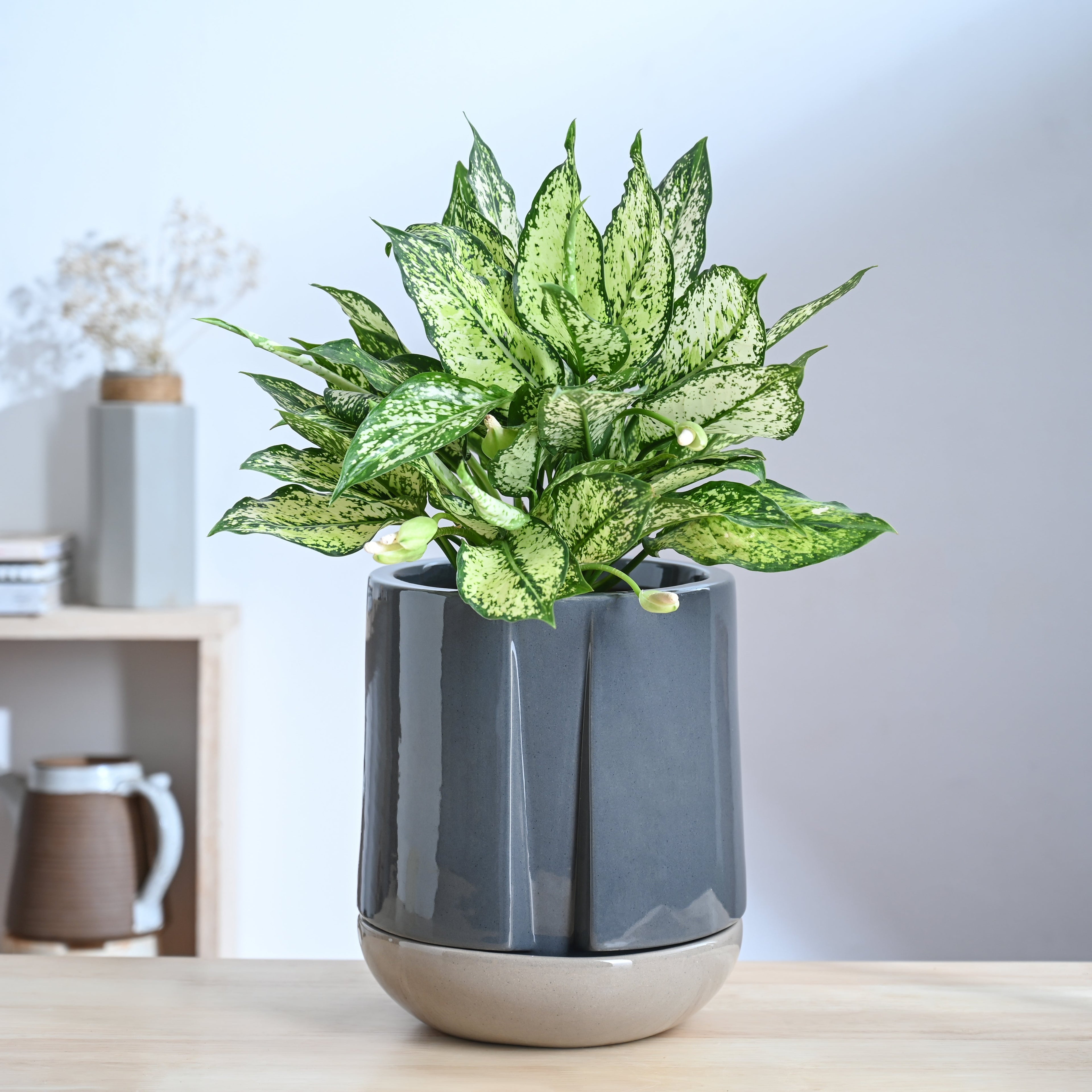 Moonlight Drama Ceramic Planter