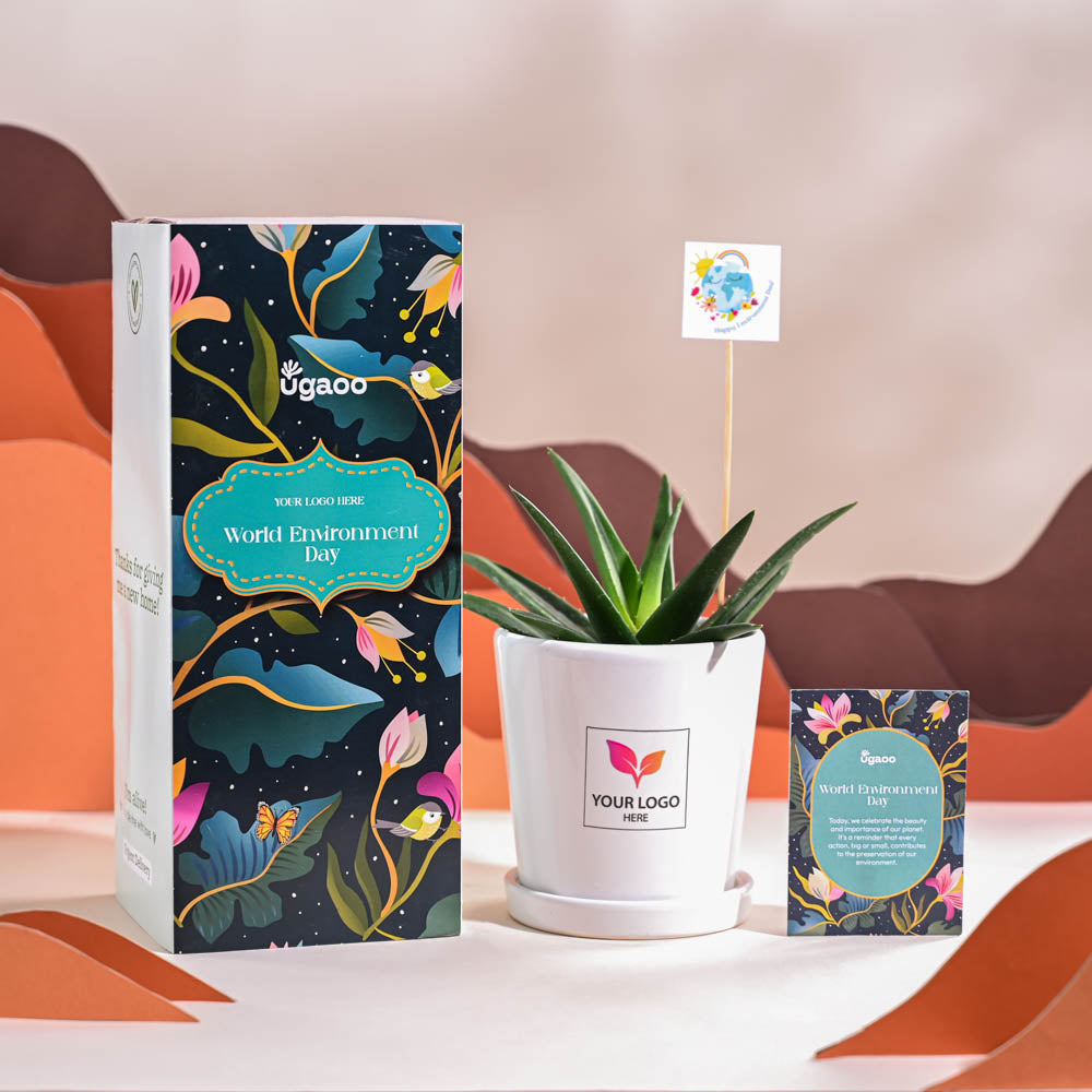 Aloe Vera Green Mini Plant For Environment Day Gifting