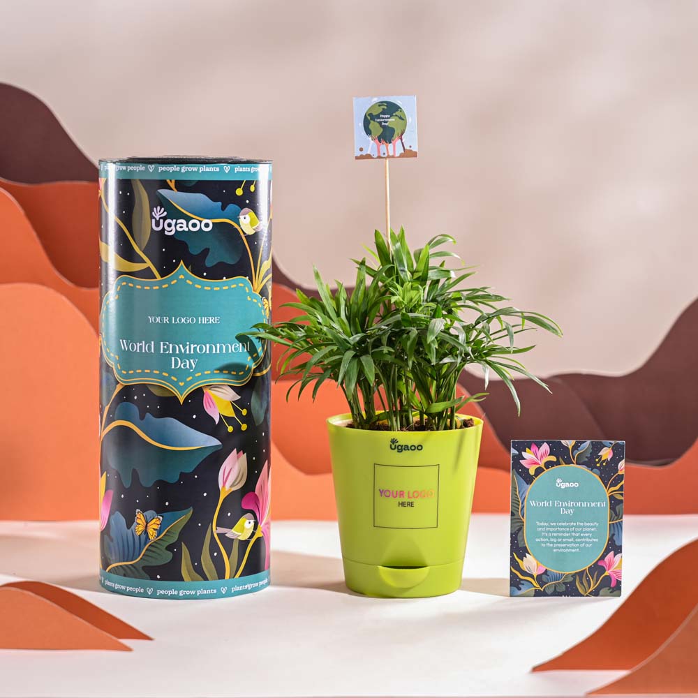 Bamboo Palm Plant For Environment Day Gifting