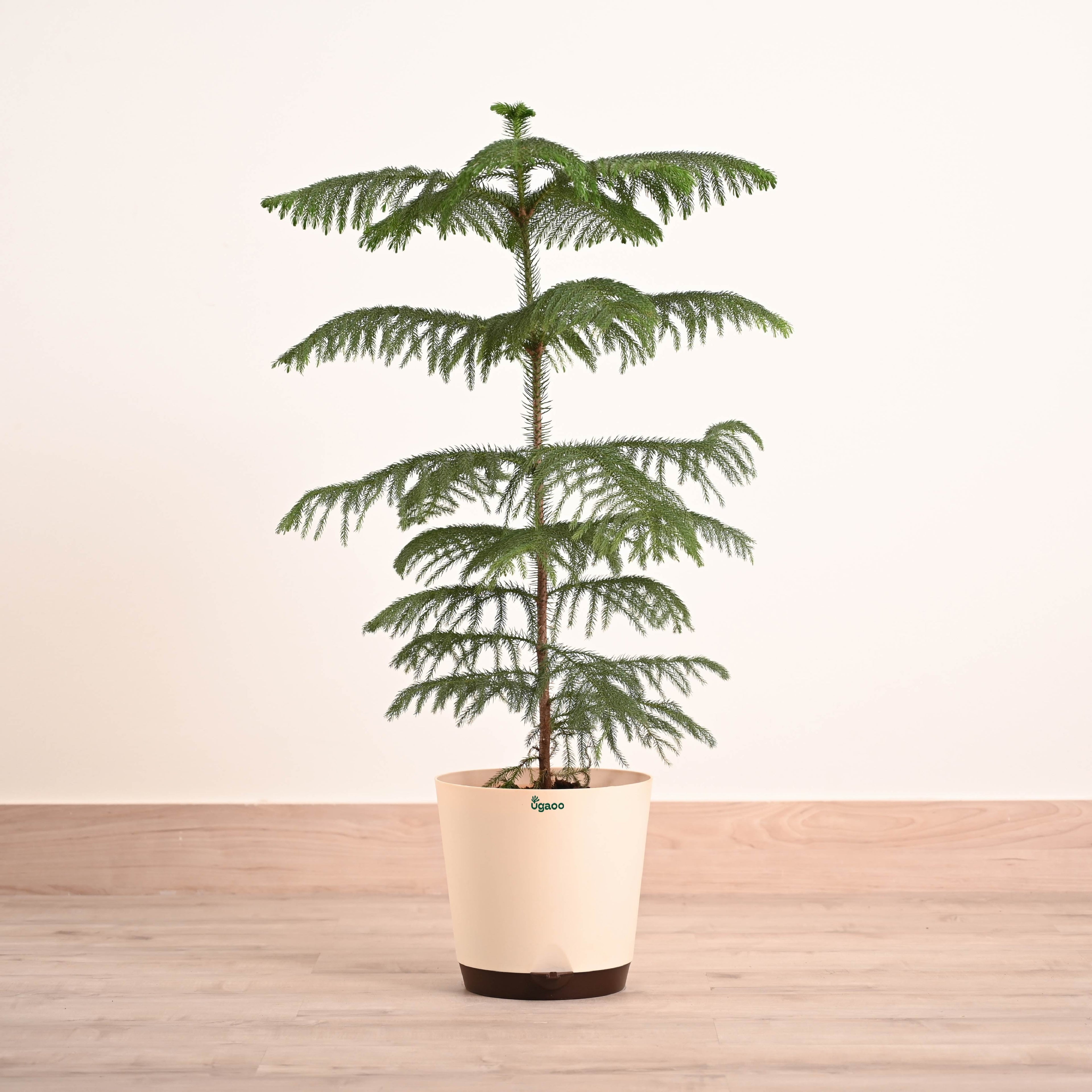 Indian Christmas Tree - XL