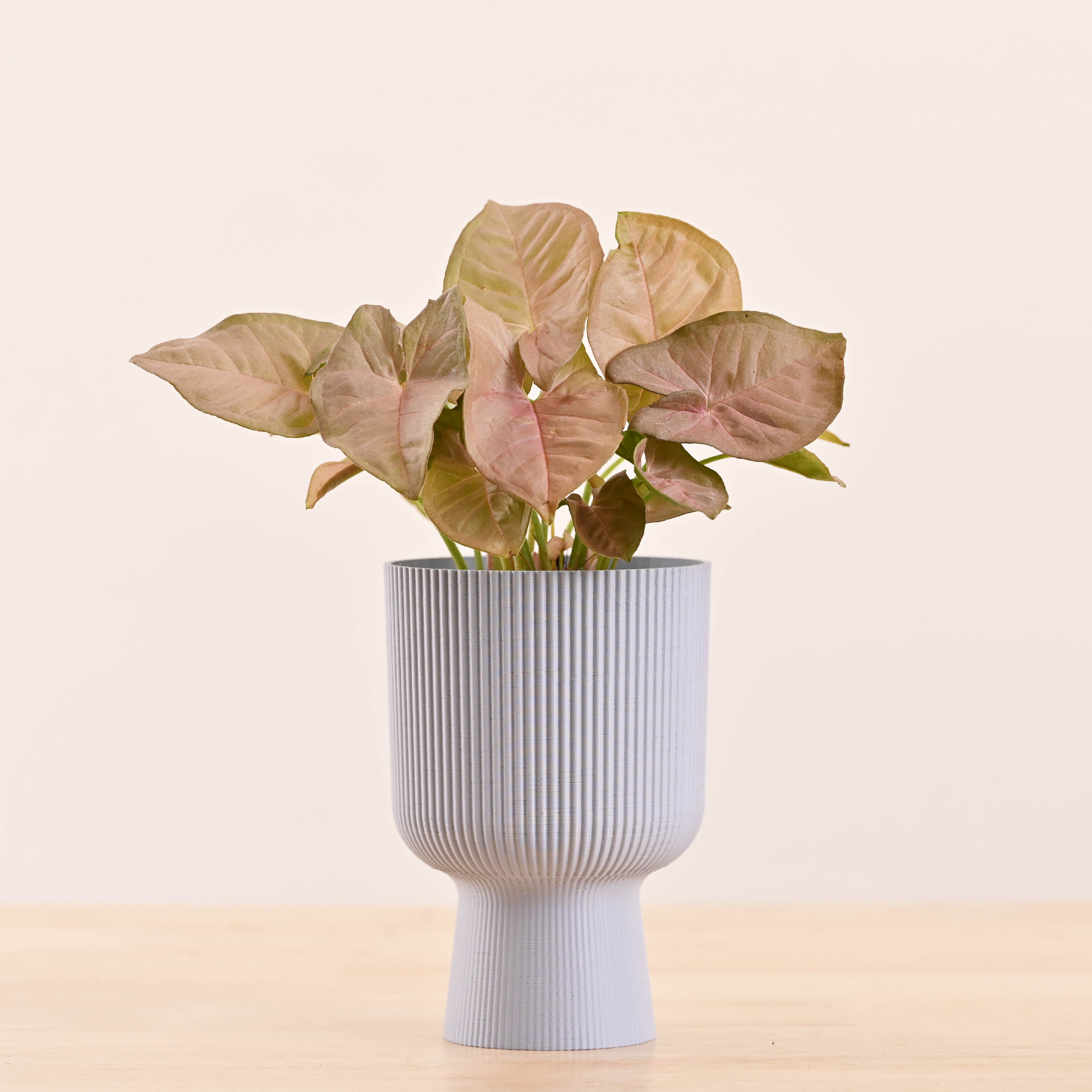 Erika Planter
