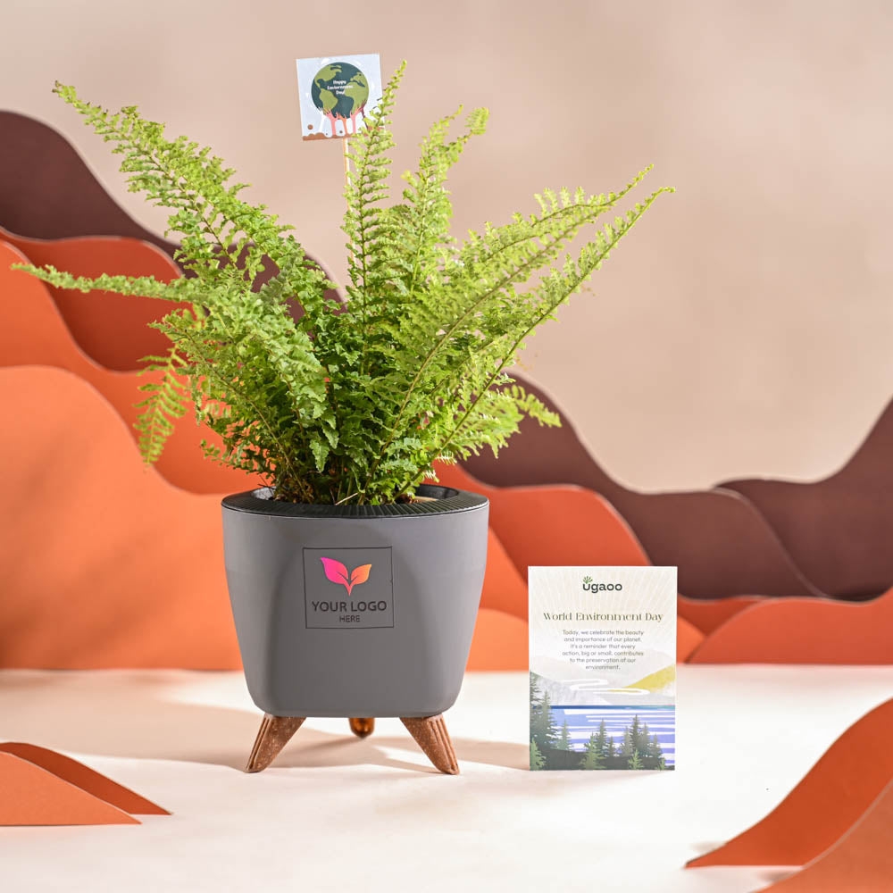 Fern Morpankhi For Environment Day Gifting