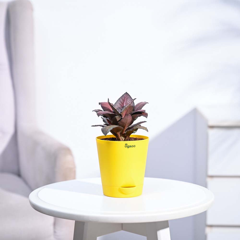 Red Euphorbia Plant