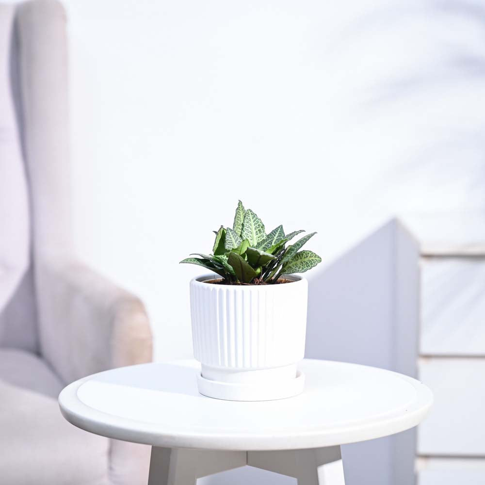 Euphorbia Francoisii Green