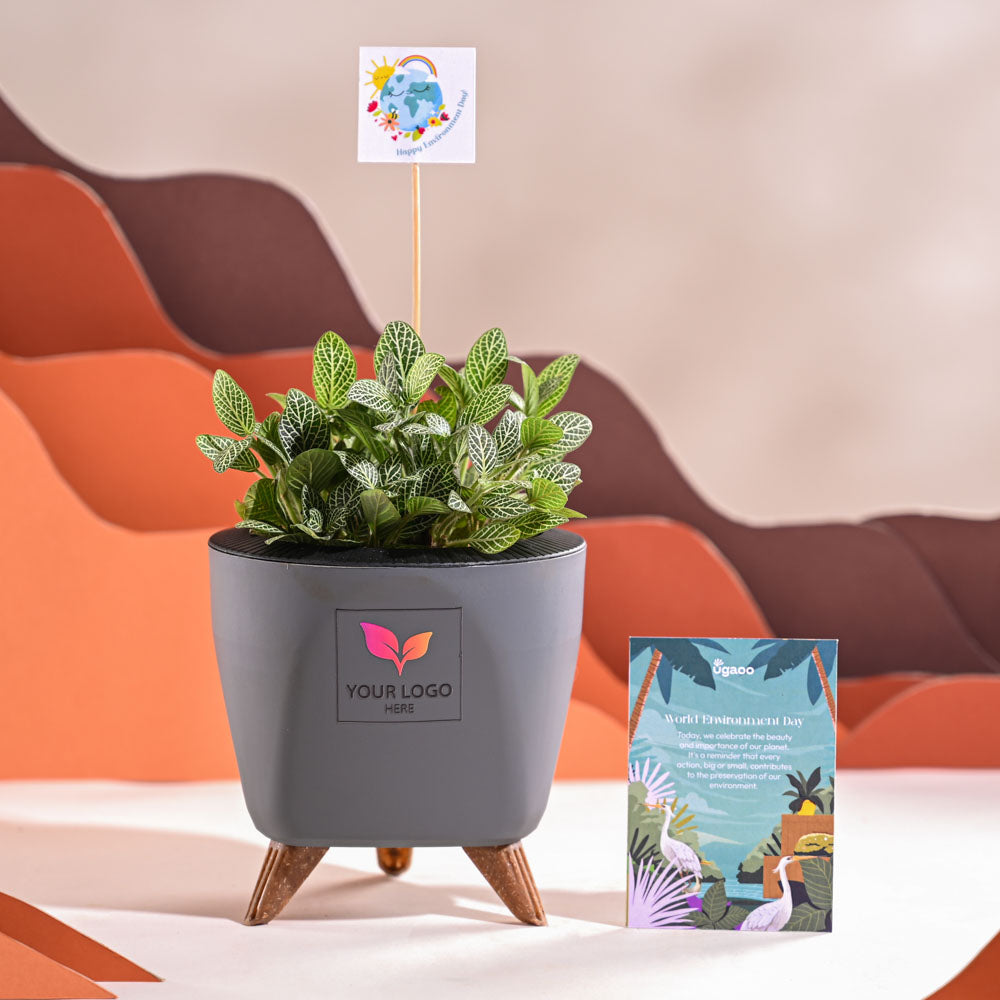 Fittonia Green Plant (Nerve Plant) For Environment Day Gifting
