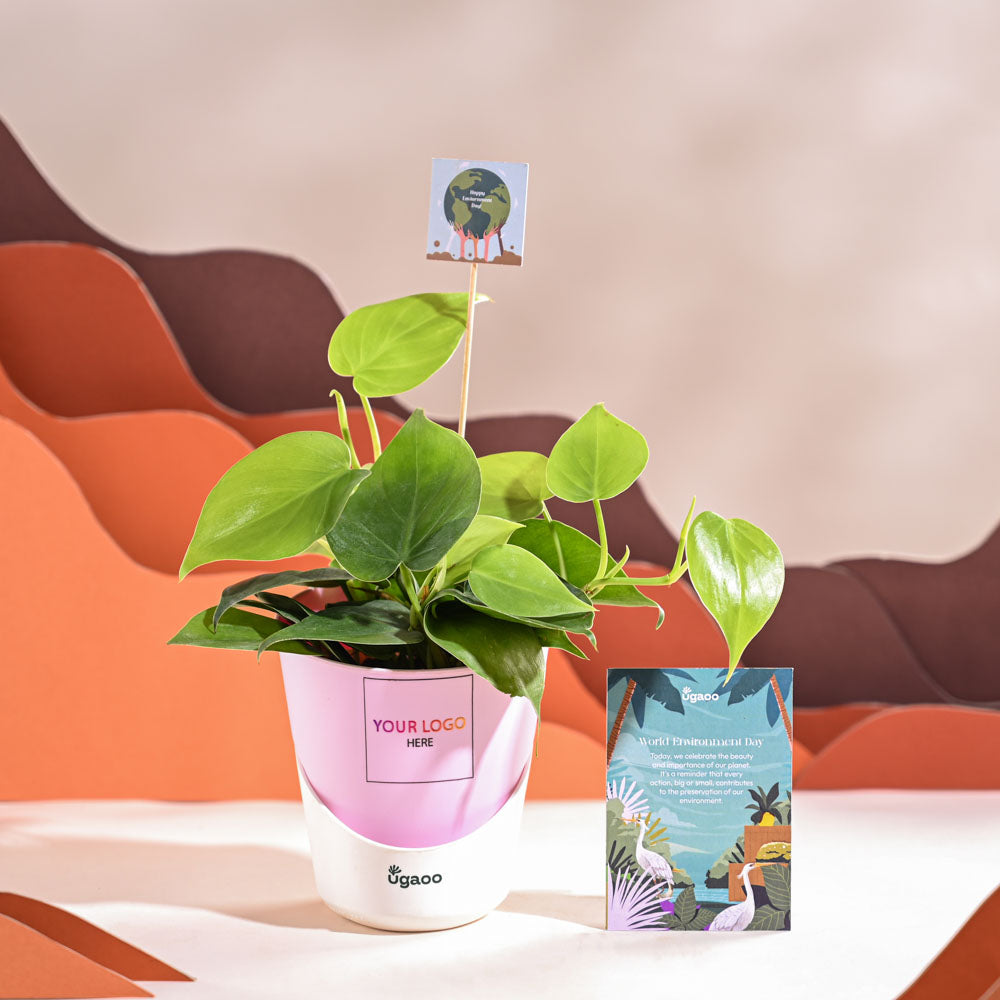 Philodendron Oxycardium Green Plant For Environment Day Gifting