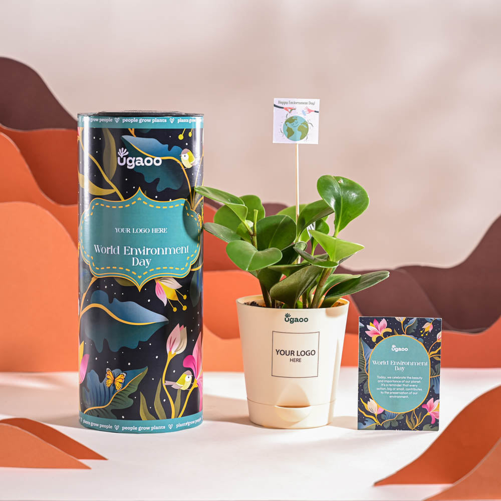 Peperomia Green Plant For Environment Day Gifting