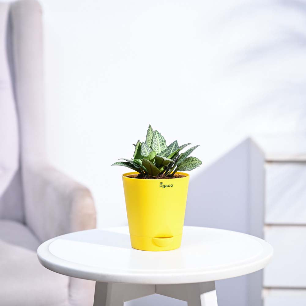 Euphorbia Francoisii Green