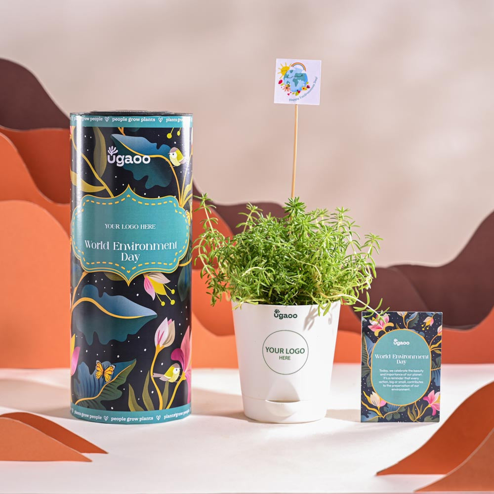 Golden Sedum Plant For Environment Day Gifting