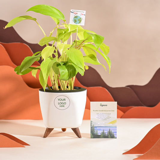 Philodendron Ceylon Golden Plant For Environment Day Gifting