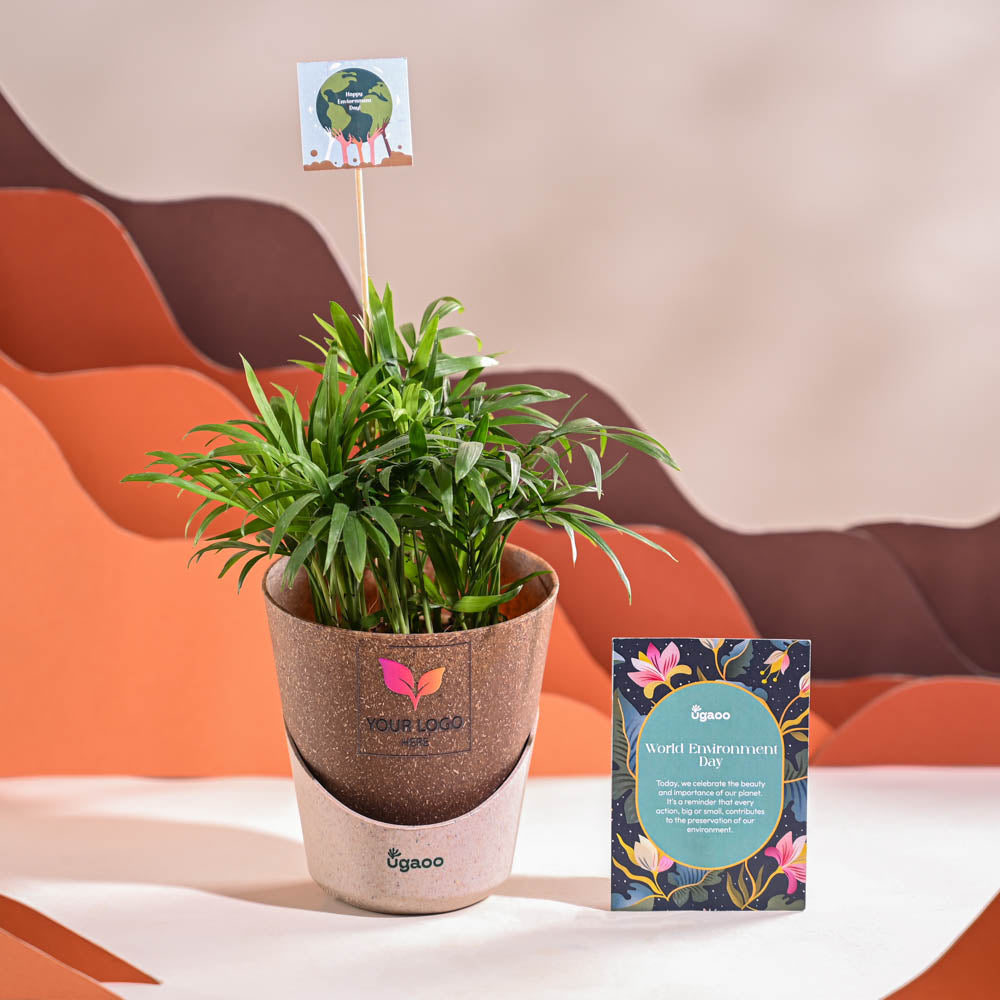 Bamboo Palm Plant For Environment Day Gifting