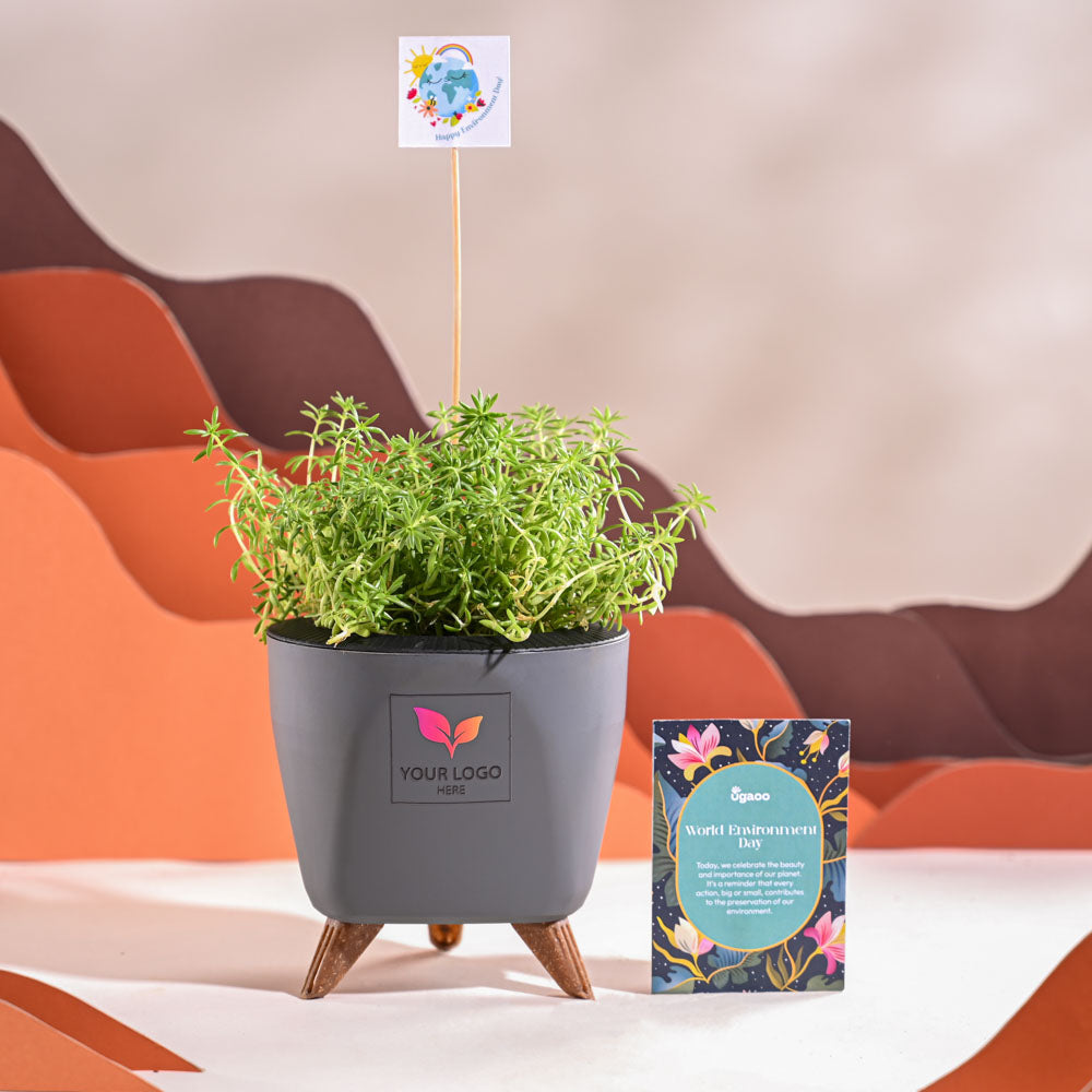 Golden Sedum Plant For Environment Day Gifting