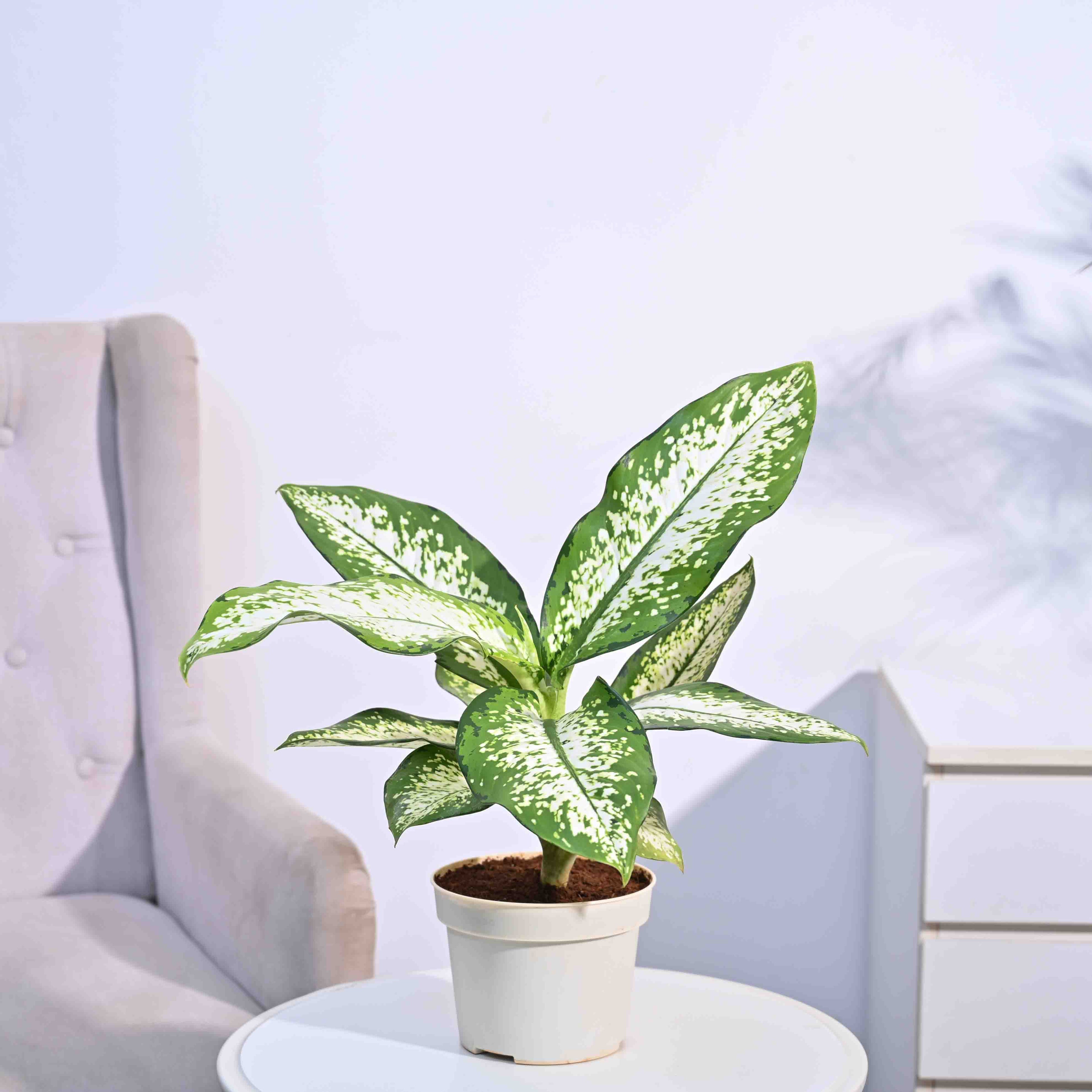 Dieffenbachia Delilah - Large
