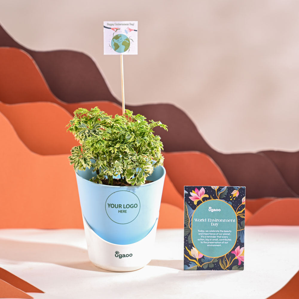 Aralia Variegated Mini Plant For Environment Day Gifting