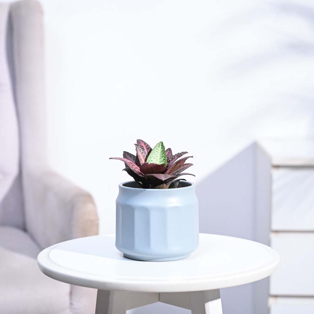 Euphorbia Francoisii Hybrid