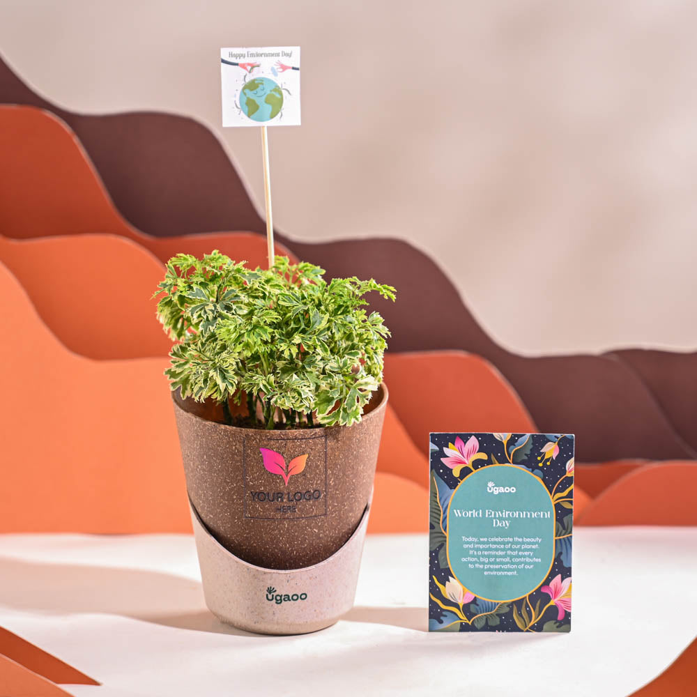 Aralia Variegated Mini Plant For Environment Day Gifting