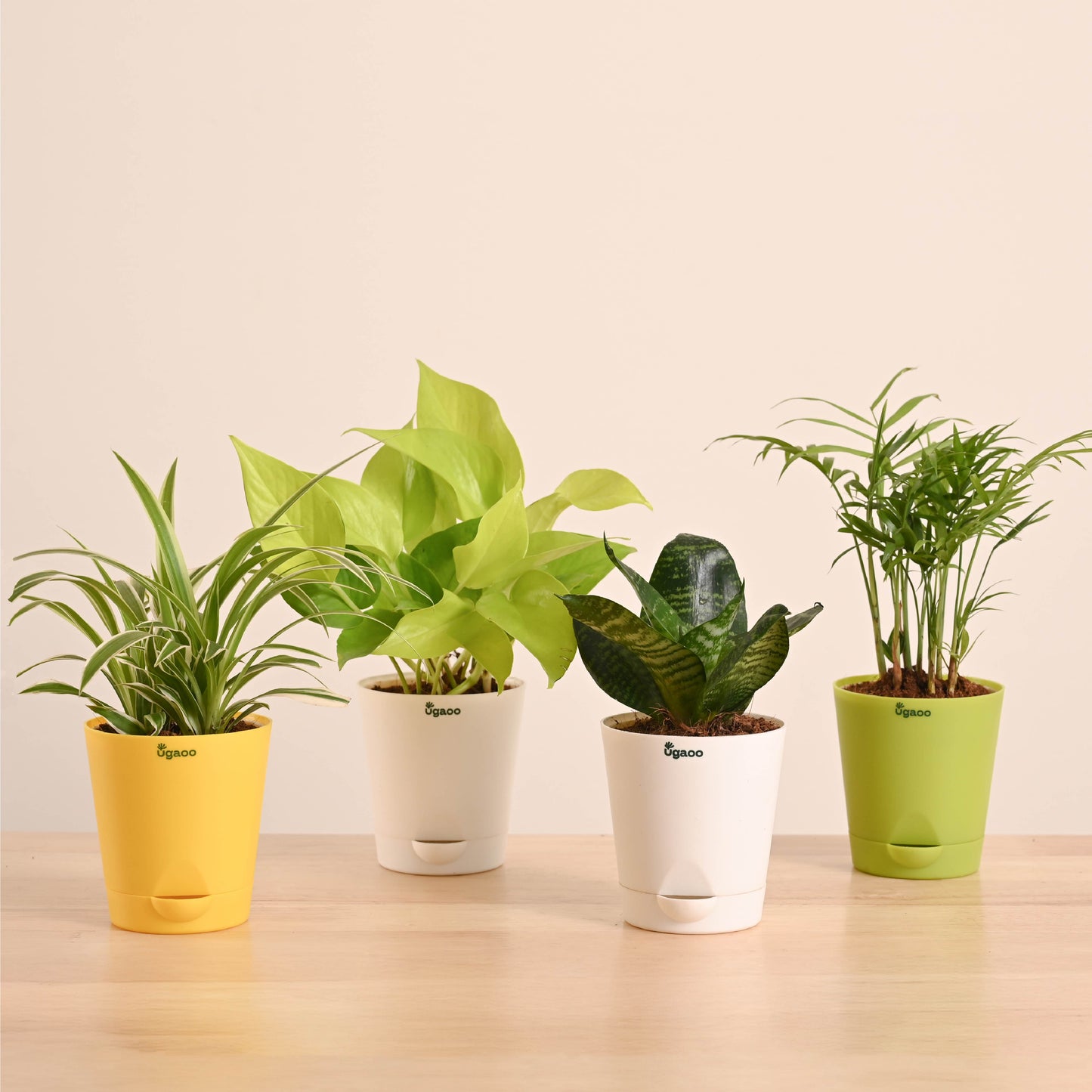 Breathe Easy Air Purifying Plants Bundle