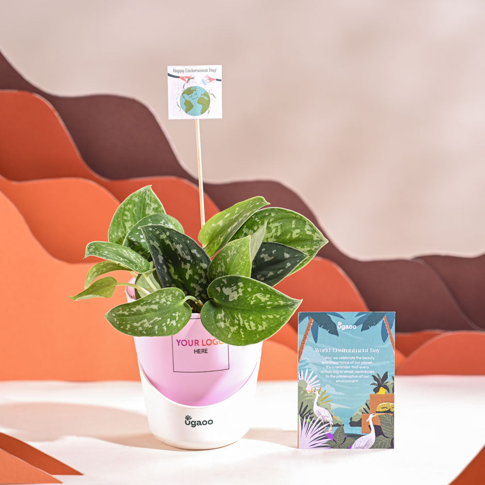 Satin Pothos Argyraeus-small For Environment Day Gifting