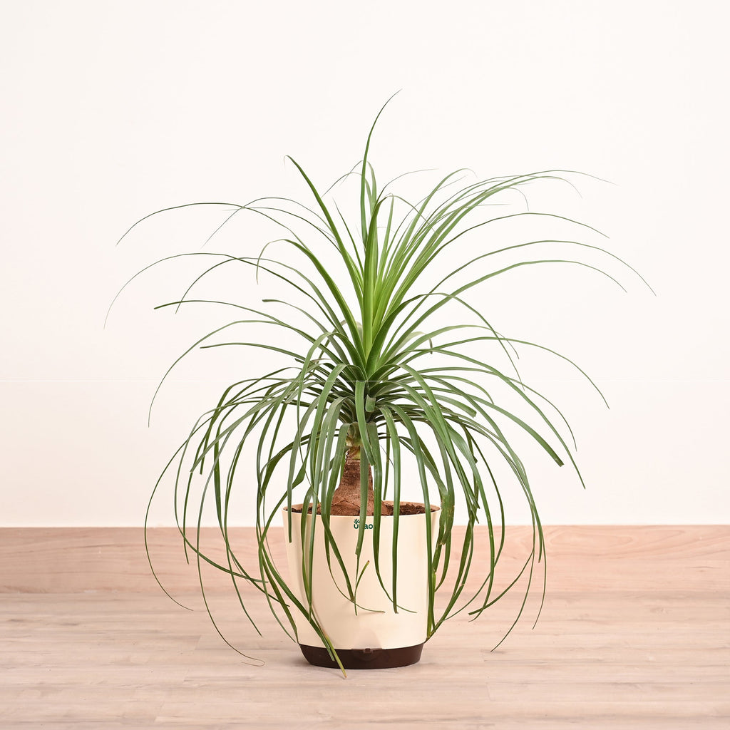 Nolina Palm XL