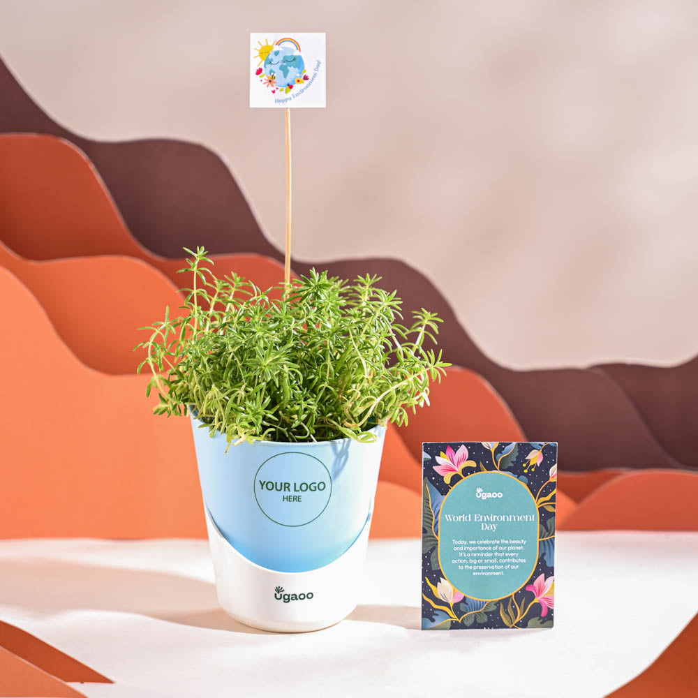 Golden Sedum Plant For Environment Day Gifting