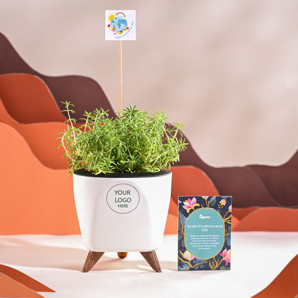 Golden Sedum Plant For Environment Day Gifting