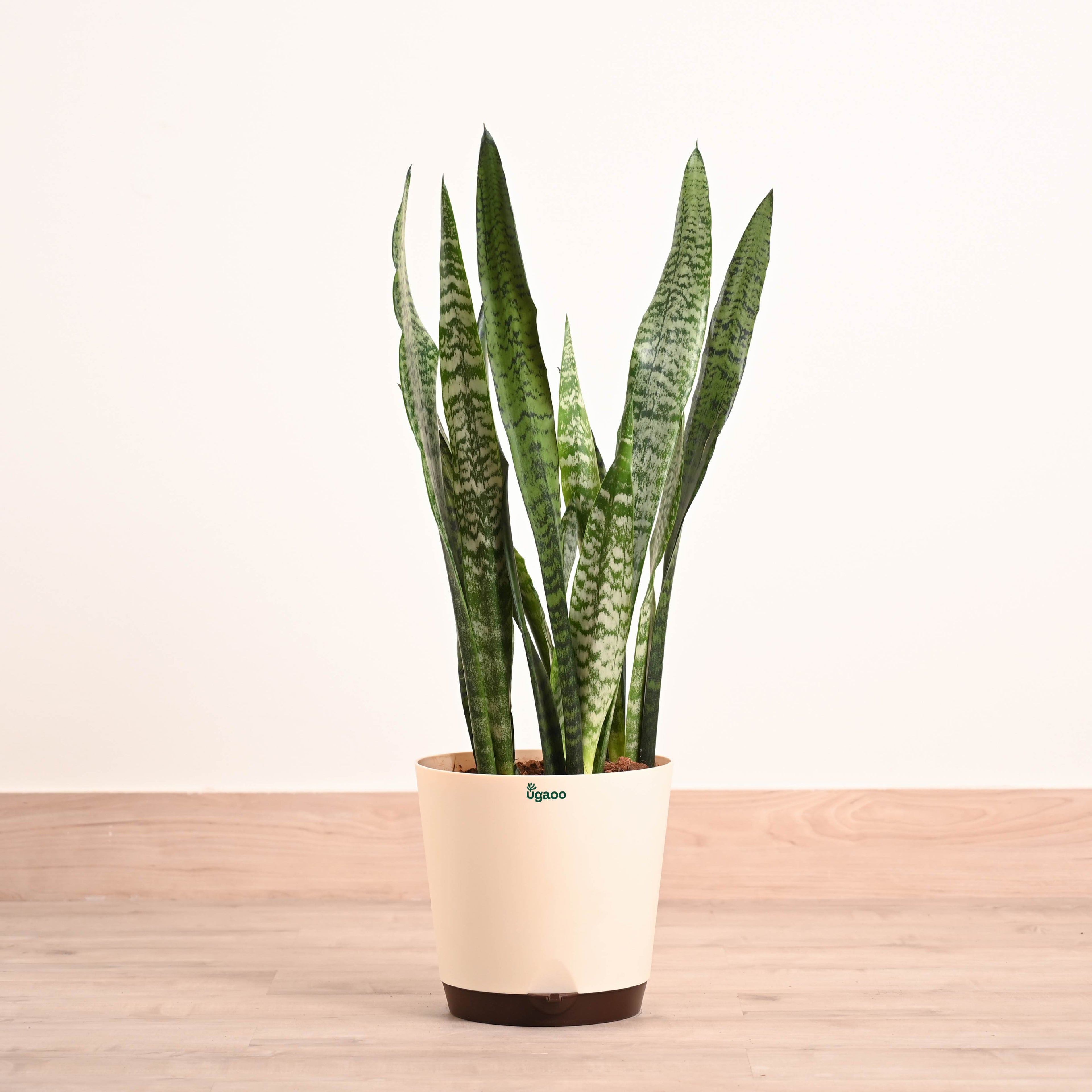 Sansevieria Zeylanica - XL