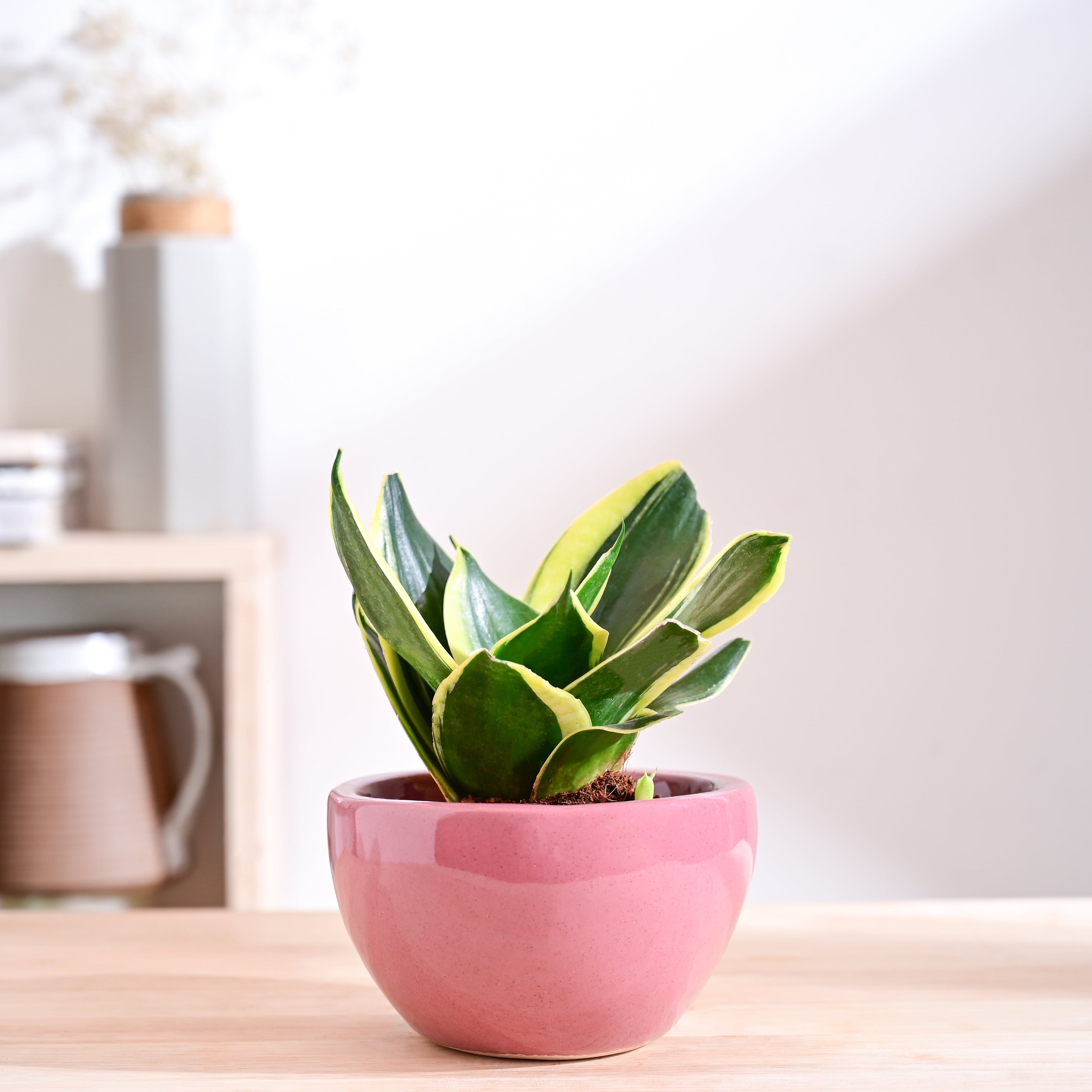 Nature's Hum Fat Ceramic Planter