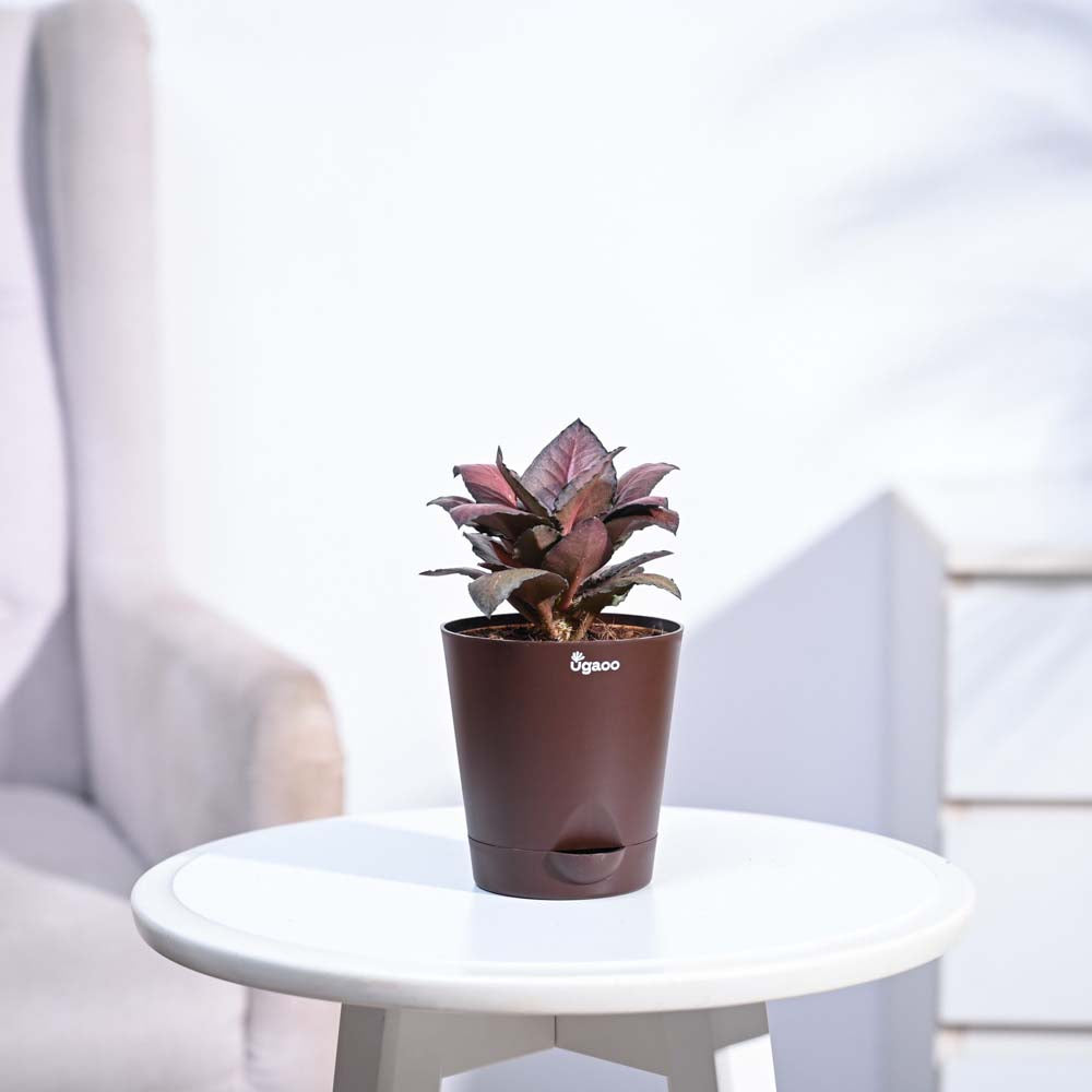 Red Euphorbia Plant