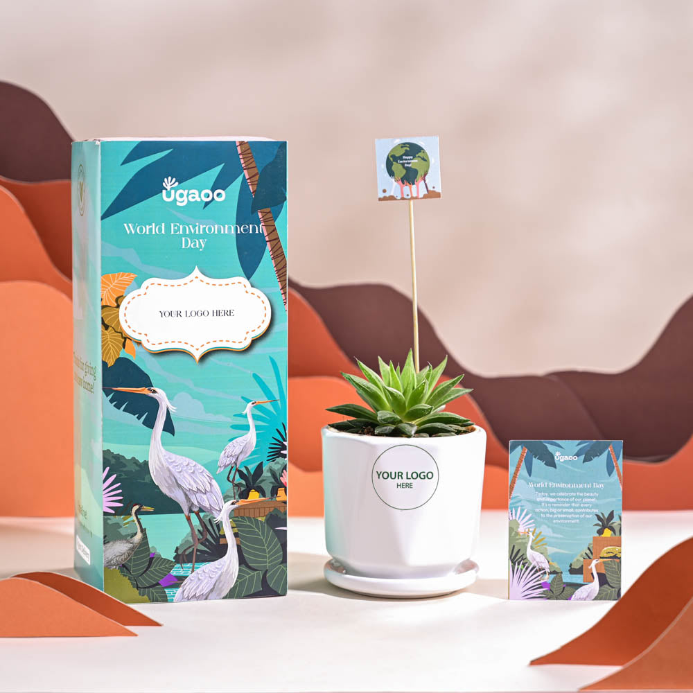 Haworthia Turgida For Environment Day Gifting