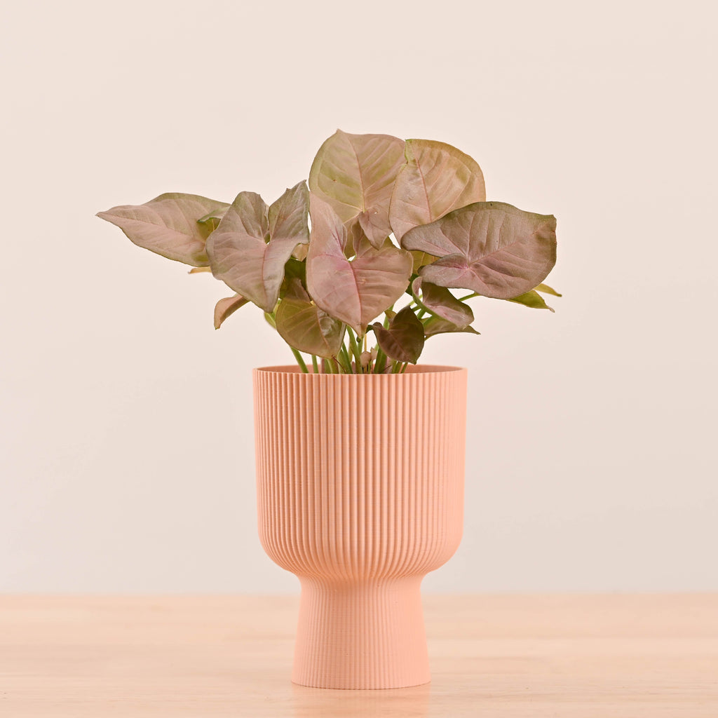 Erika Planter