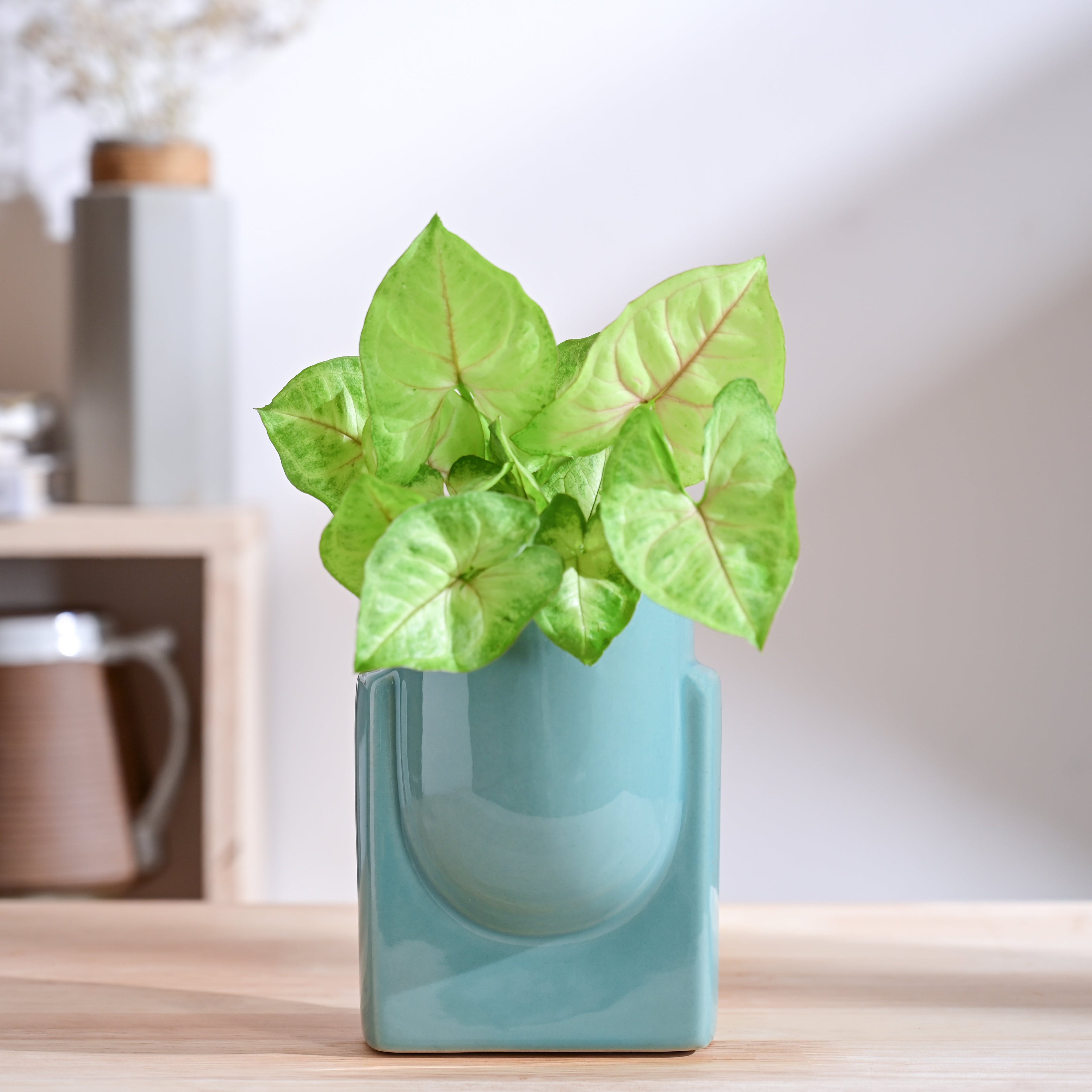 Cats are Gods Ceramic Planter