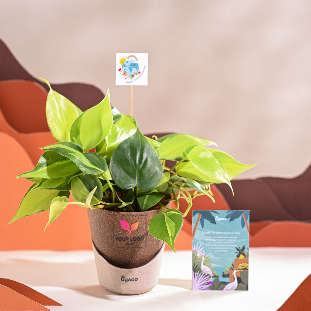 Philodendron Brasil Plant For Environment Day Gifting