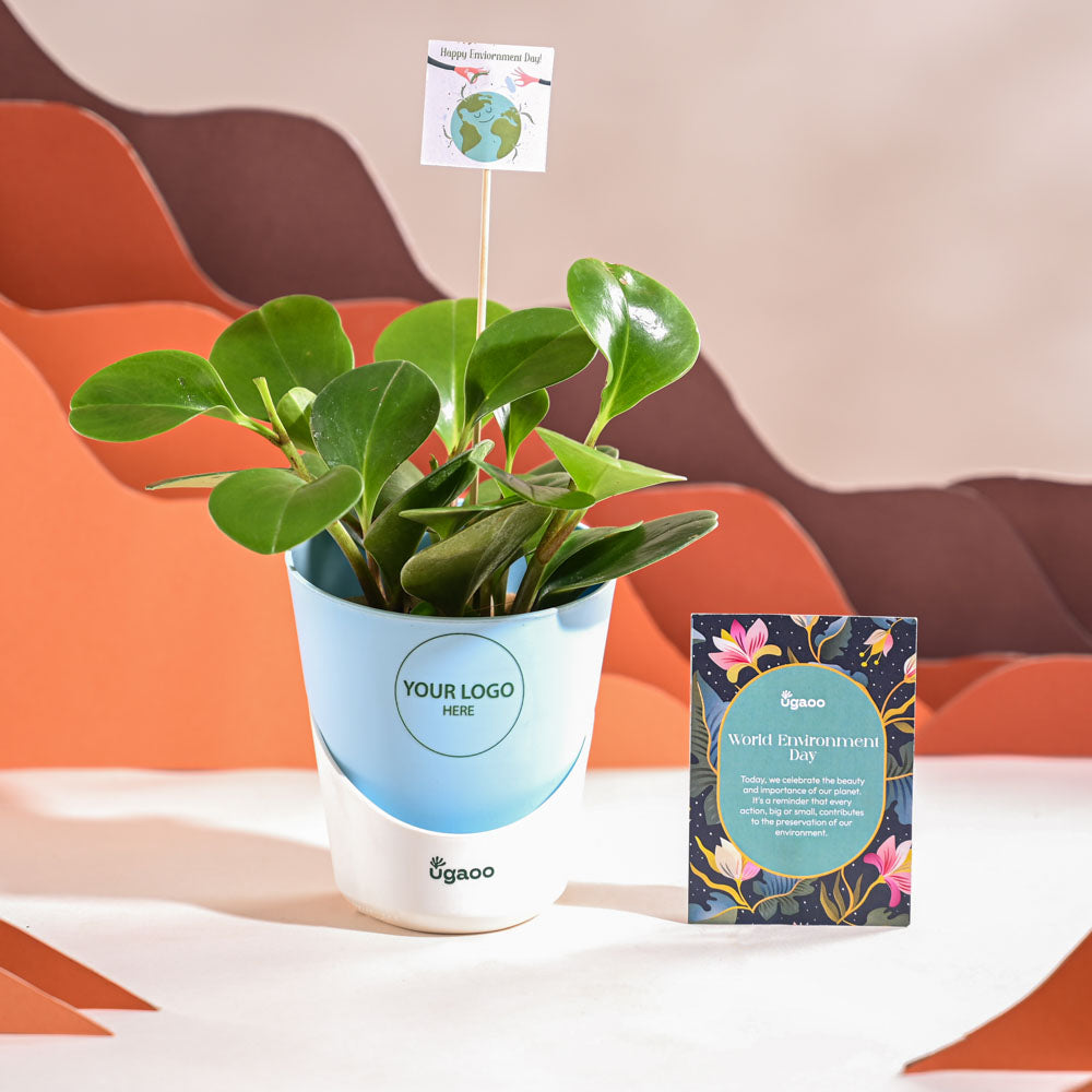 Peperomia Green Plant For Environment Day Gifting