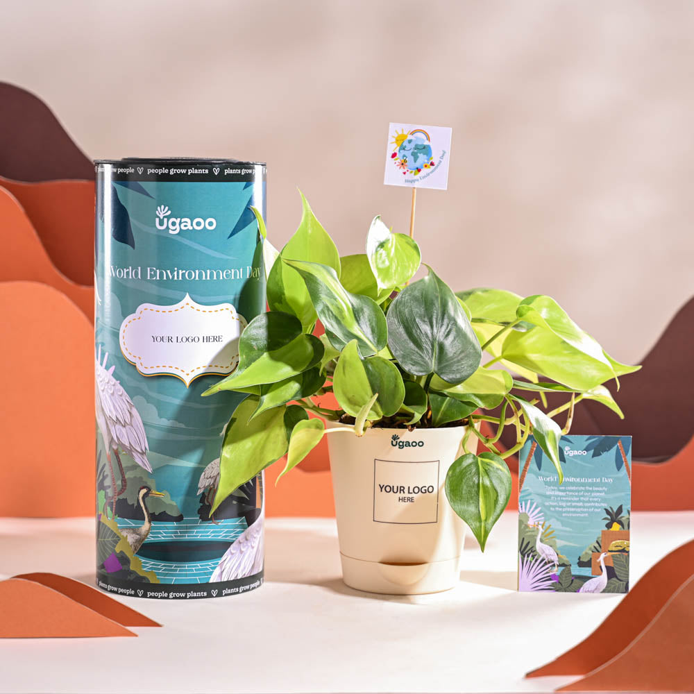 Philodendron Brasil Plant For Environment Day Gifting