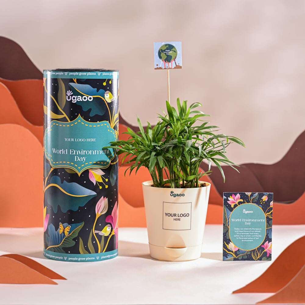 Bamboo Palm Plant For Environment Day Gifting