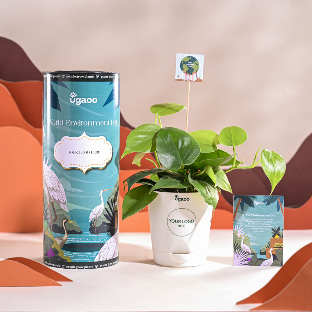 Philodendron Oxycardium Green Plant For Environment Day Gifting