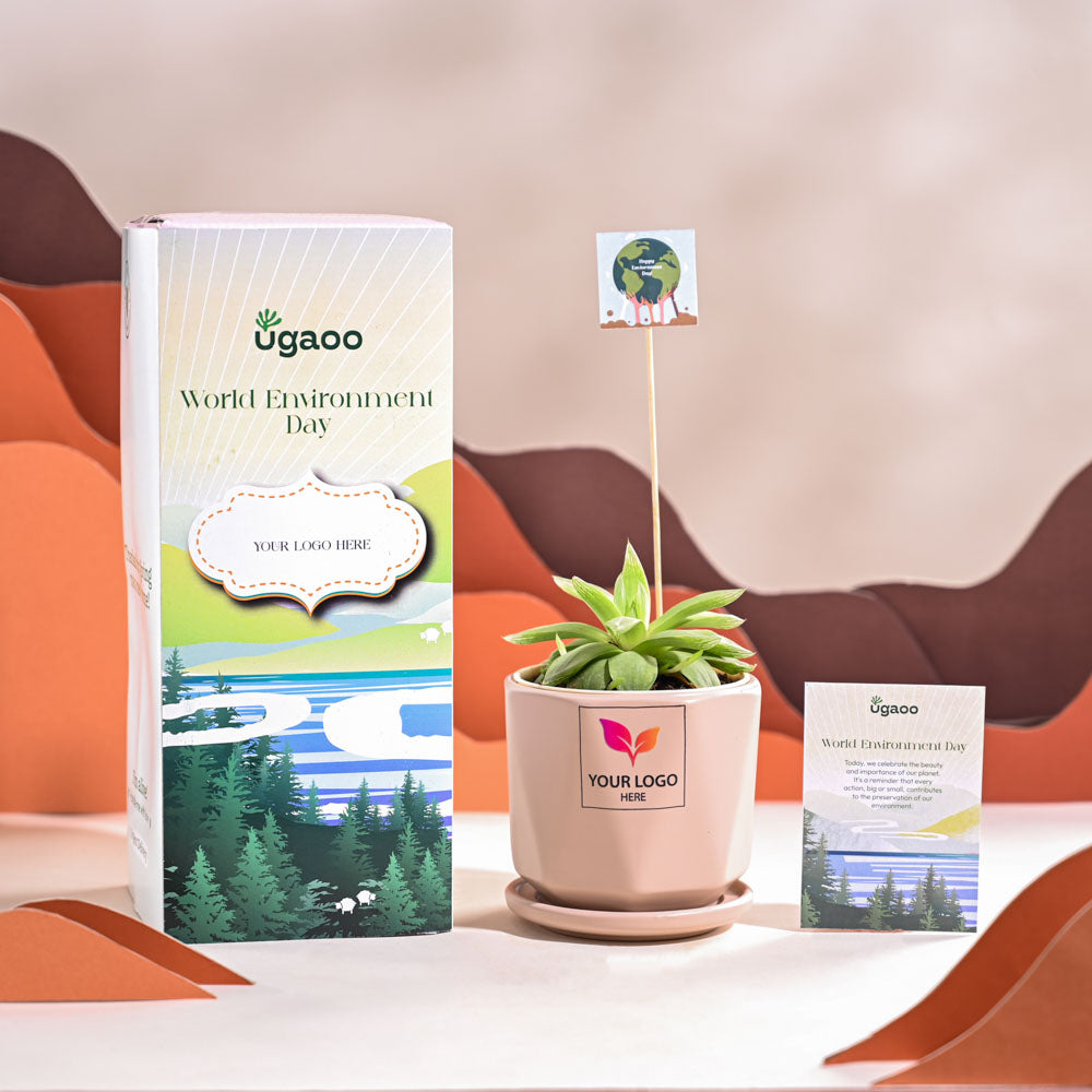 Haworthia Cooperi Fleshy For Environment Day Gifting