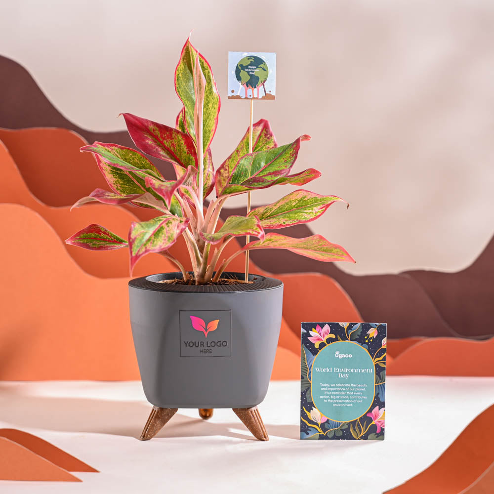 Aglaonema Red Plant For Environment Day Gifting