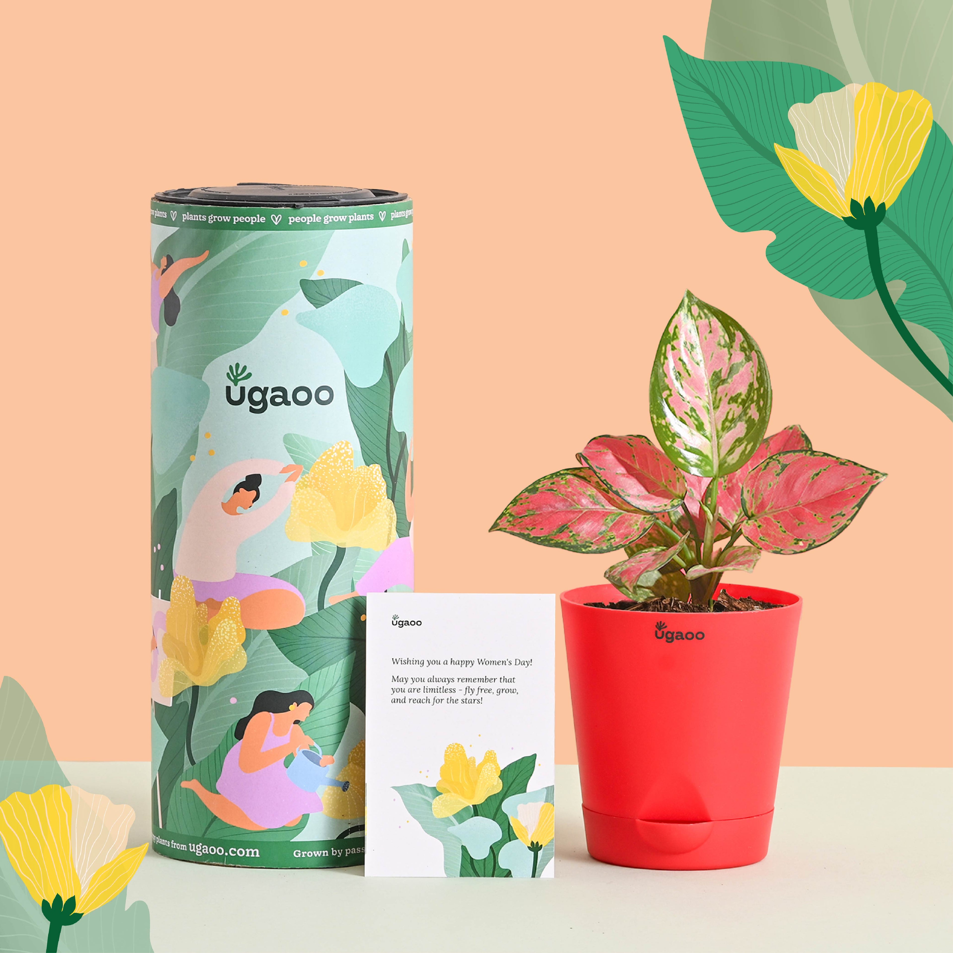 Aglaonema Pink Beauty Women's Day Gift