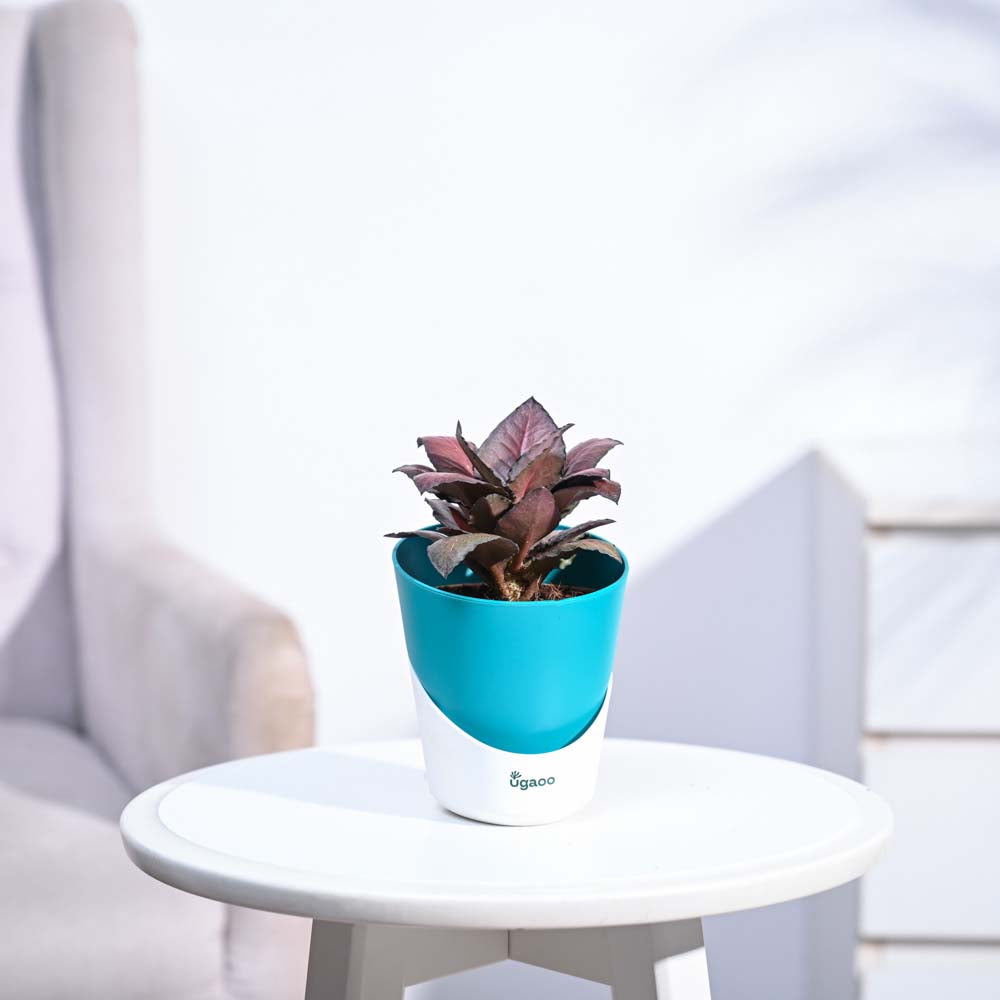 Red Euphorbia Plant