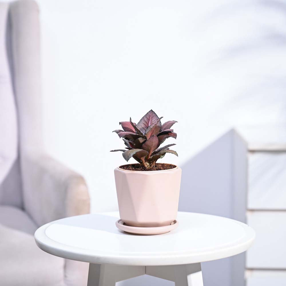 Red Euphorbia Plant