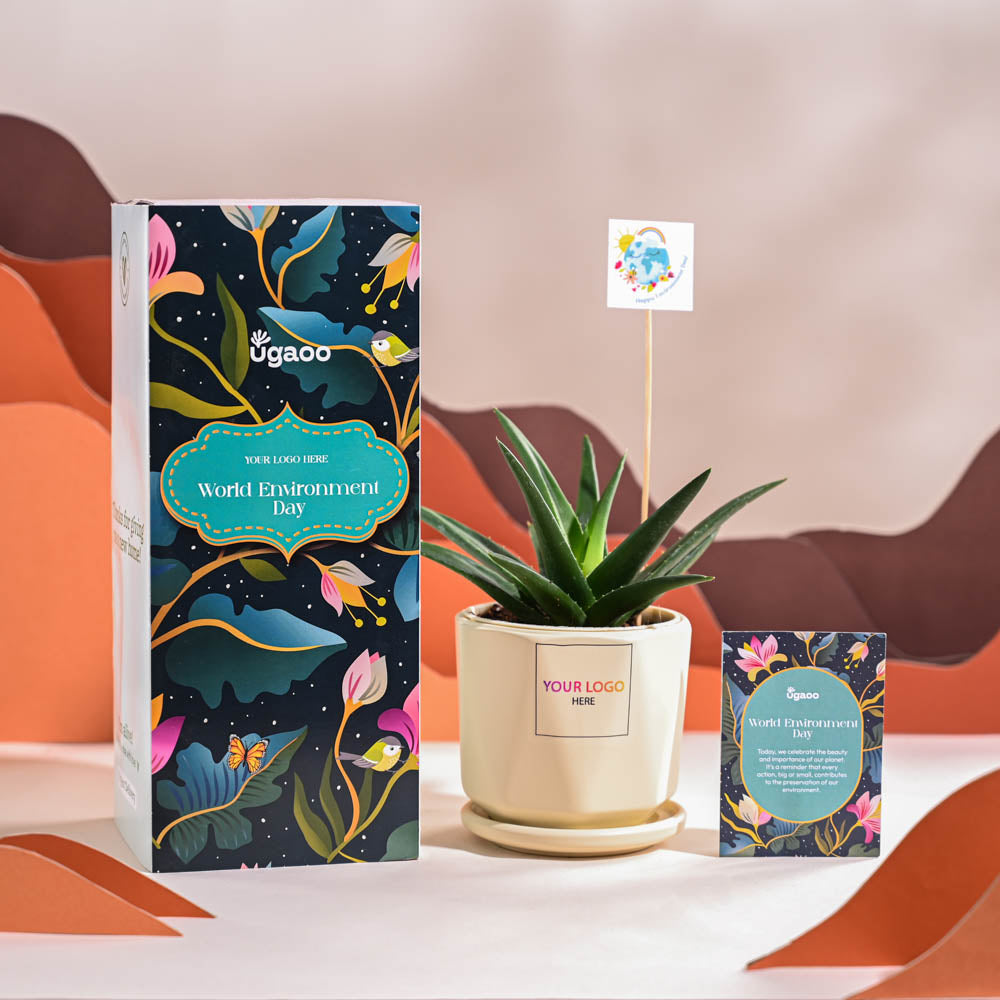 Aloe Vera Green Mini Plant For Environment Day Gifting