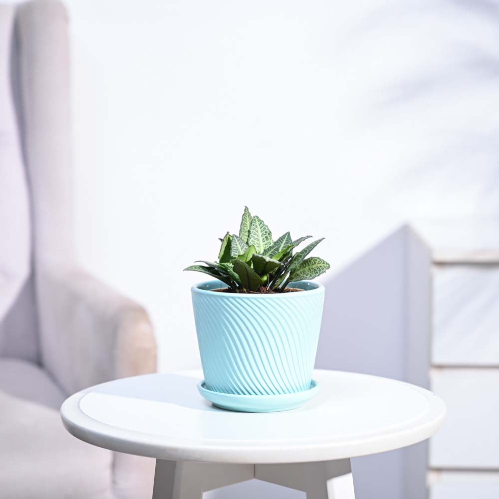 Euphorbia Francoisii Green