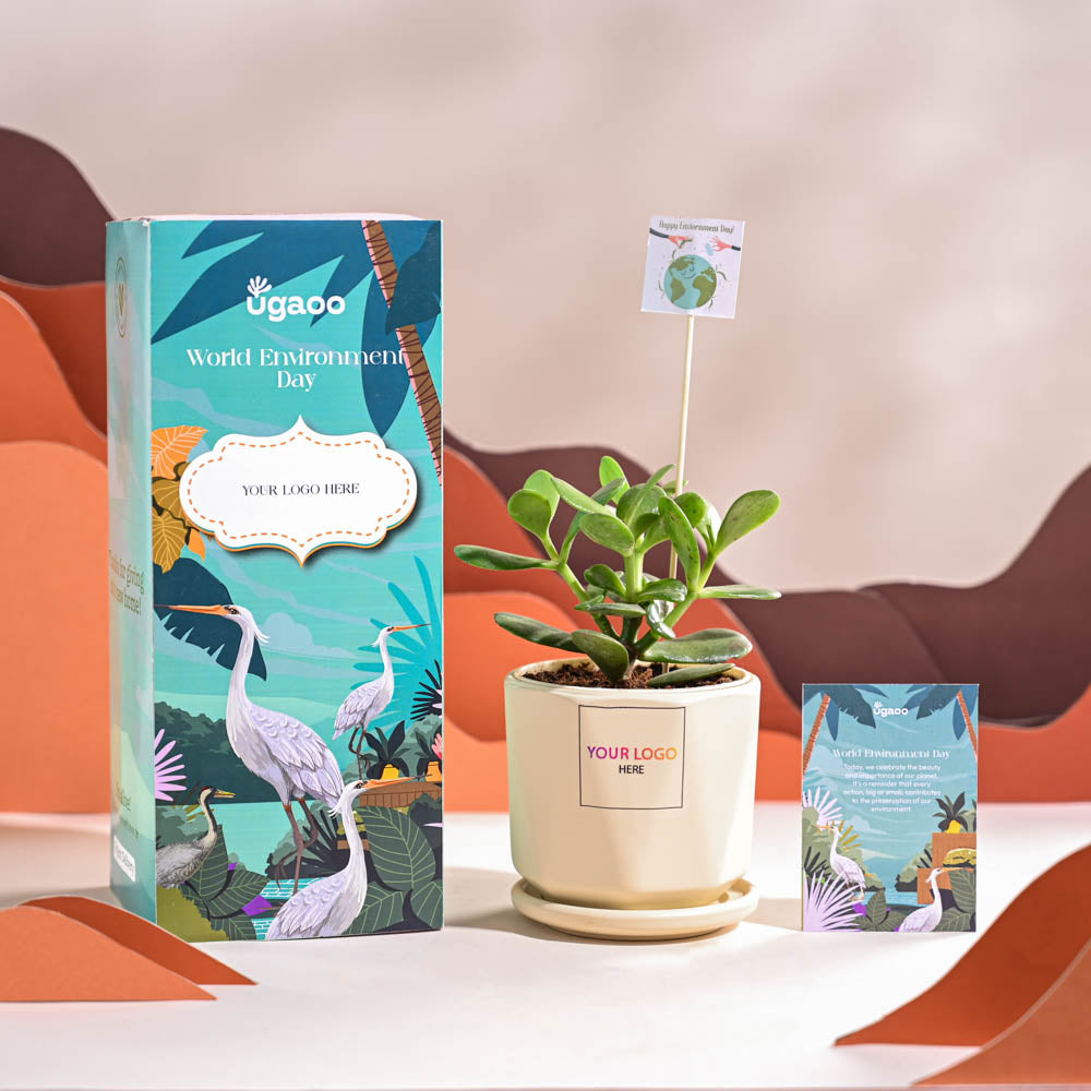 Crassula Ovata Plant For Environment Day Gifting