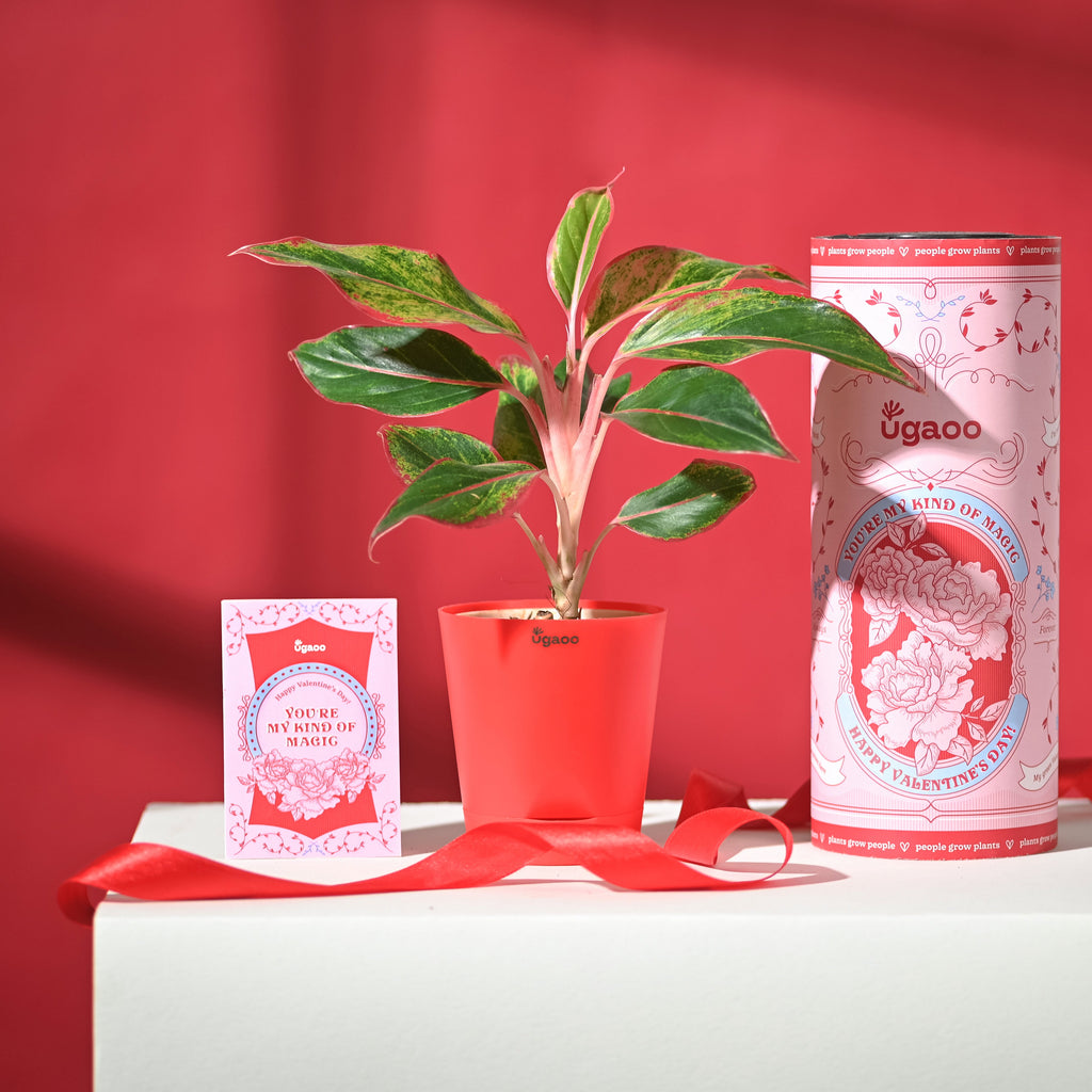 Aglaonema Red with Red Krish Pot