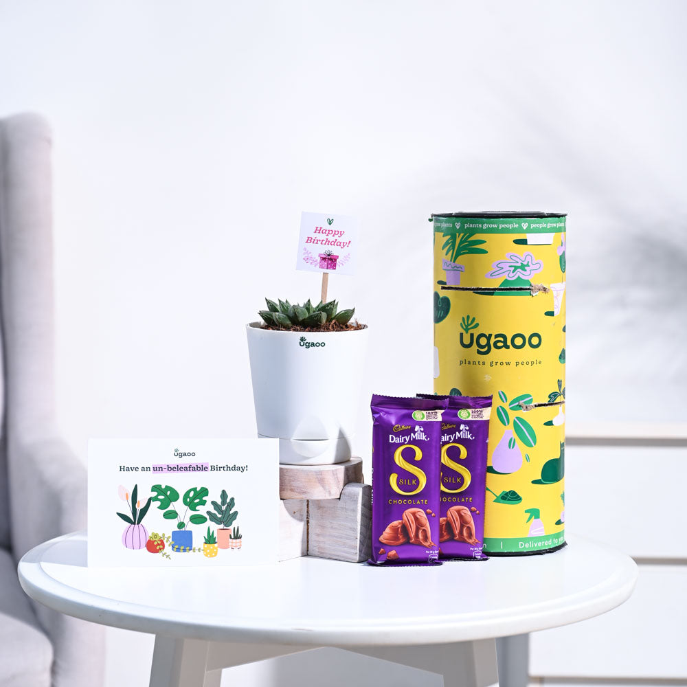 Haworthia Maculata Birthday Gift Hamper