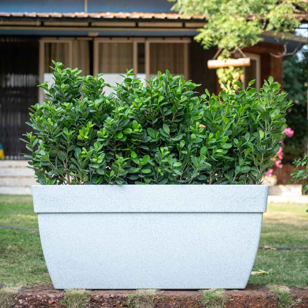 Barca Rectangle Planter