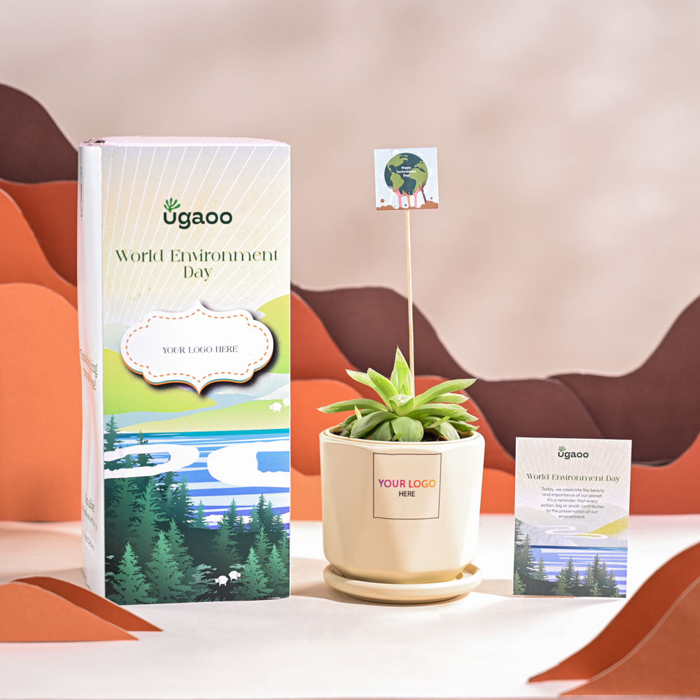 Haworthia Cooperi Fleshy For Environment Day Gifting